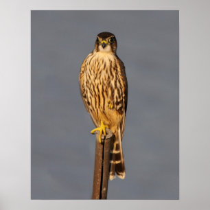 Merlin Poster