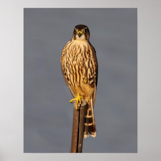 Merlin Poster (Vorne)