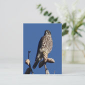 Merlin Postkarte (Stehend Vorderseite)