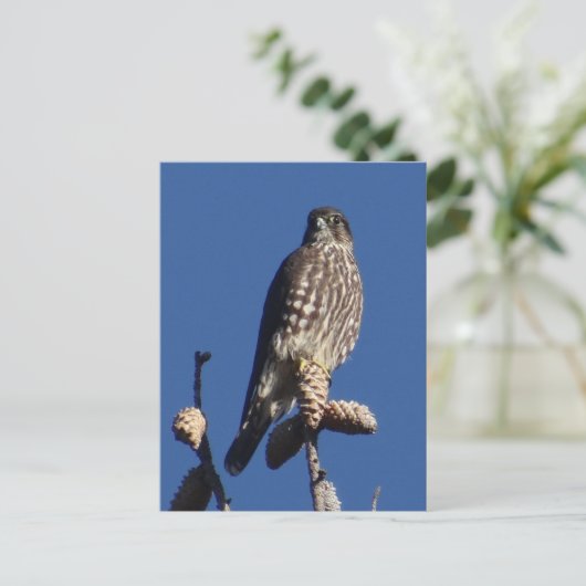 Merlin Postkarte (Stehend Vorderseite)