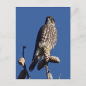 Merlin Postkarte (Vorderseite)