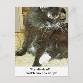 Merlins Sit-up-Postkarte Postkarte