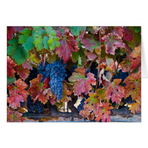 Merlot-Trauben