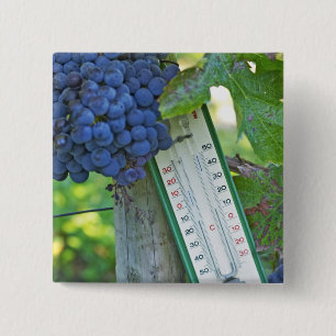 Merlot-Trauben im Chateau la Grave Figeac, einem Button