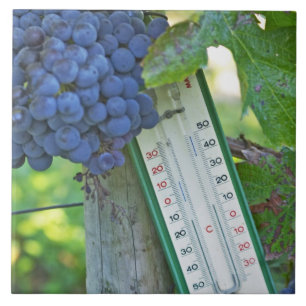Merlot-Trauben im Chateau la Grave Figeac, einem Fliese