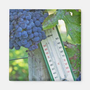 Merlot-Trauben im Chateau la Grave Figeac, einem Magnet