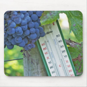 Merlot Trauben im Chateau la Grave Figeac, Mousepad