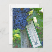 Merlot Trauben im Chateau la Grave Figeac, Postkarte (Vorne/Hinten)