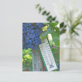 Merlot Trauben im Chateau la Grave Figeac, Postkarte (Stehend Vorderseite)