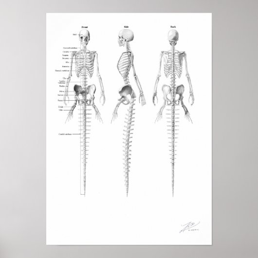 Mermaid Skeleton Poster (Vorne)