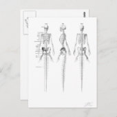 Mermaid-Skelett-Postkarte Postkarte (Vorne/Hinten)