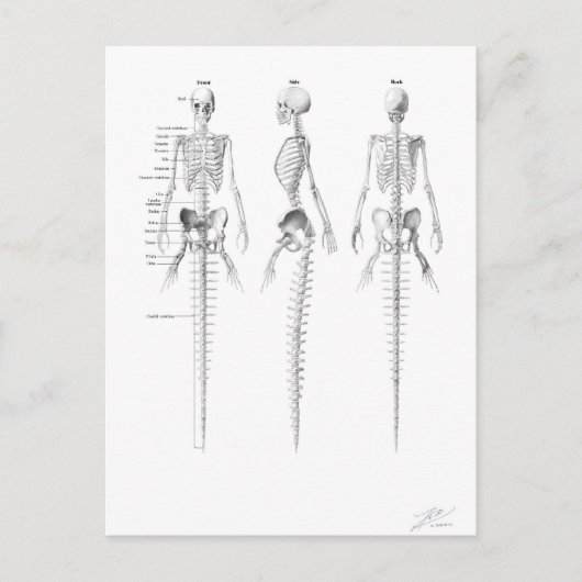 Mermaid-Skelett-Postkarte Postkarte (Vorderseite)