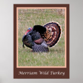 Merriam Wild Turkey Poster (Vorne)