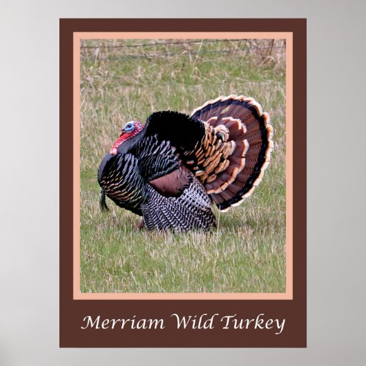 Merriam Wild Turkey Poster (Vorne)