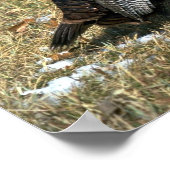 Merriams wilde Truthühner, großer Schuster und Her Poster (Ecke)