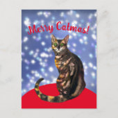 Merry Catmas, bengalische Katzenpostkarte Postkarte (Vorderseite)