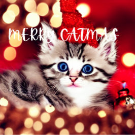 Merry Catmas Purffect Weihnachtskarte Feiertagskarte