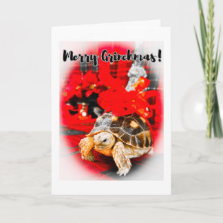 Merry Grinchmas Baby Sulcata Tortoise mit rotem Bo Karte