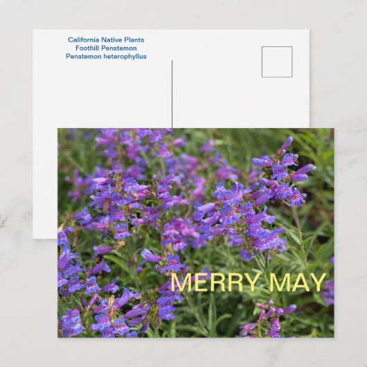 Merry May Postkarte (Vorne/Hinten)