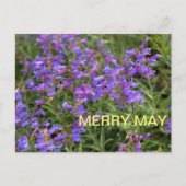 Merry May Postkarte (Vorderseite)