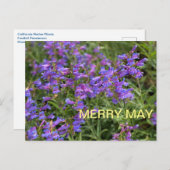 Merry May Postkarte (Vorne/Hinten)