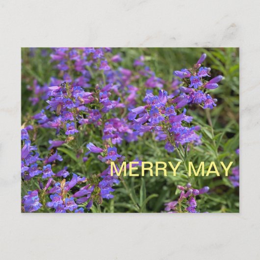 Merry May Postkarte (Vorderseite)