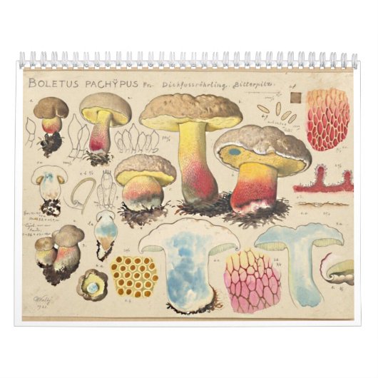 MERRY MUSHROOMS-Kalender Kalender (Titelbild)