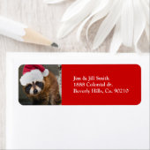 Merry Raccoon Christmas (Insitu)