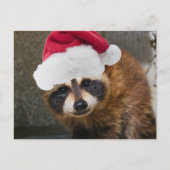Merry Raccoon Christmas Feiertagspostkarte (Vorderseite)
