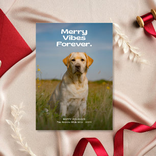 Merry Vibes Forever Dog Foto Weihnachten