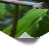 Merten's Water Monitor Poster (Ecke)