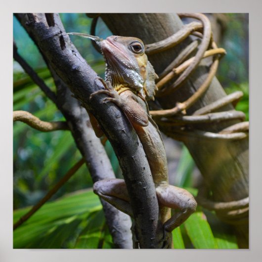 Merten's Water Monitor Poster (Vorne)