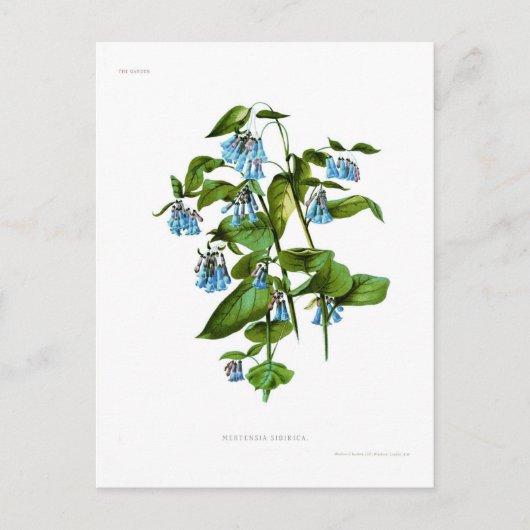 Mertensia sibirica postkarte (Vorderseite)