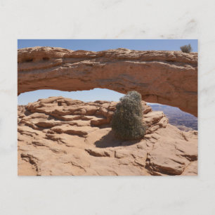 Mesa Arch und Tumbleweed im Canyonlands National P Postkarte