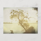 Mesquet Tree at Cedar Hill Kunst Postkarte (Vorderseite)