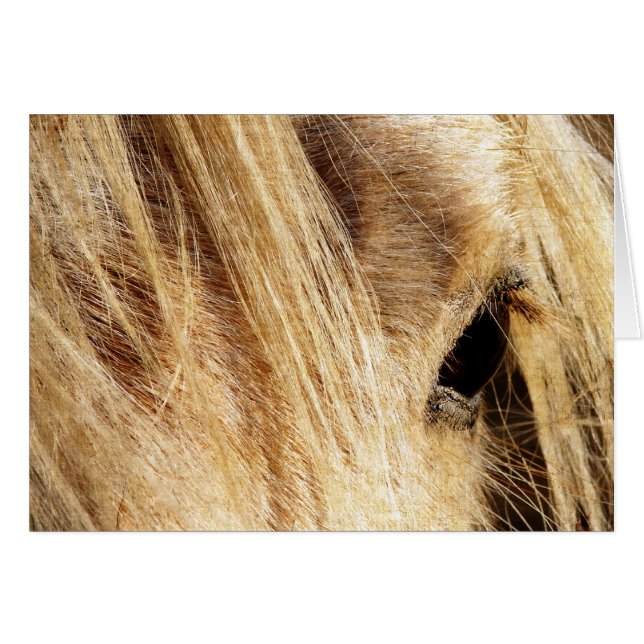 Messy Mane Day (Vorderseite (Horizontal))