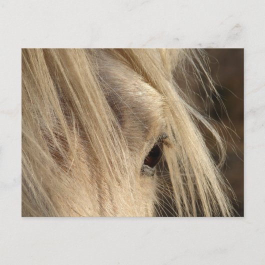 Messy Mane Day Postkarte (Vorderseite)