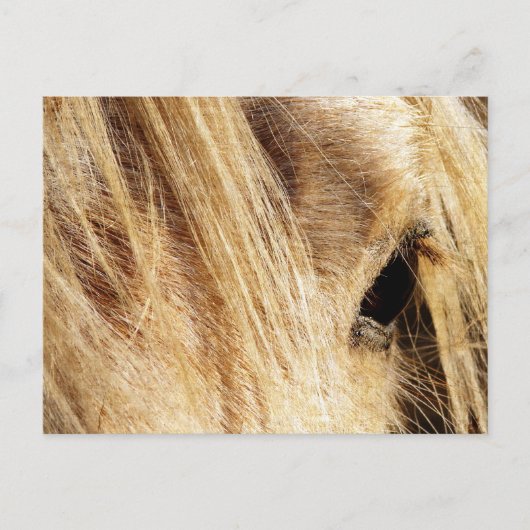 Messy Mane Day Postkarte (Vorderseite)