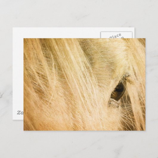 Messy Mane Postkarte (Vorne/Hinten)