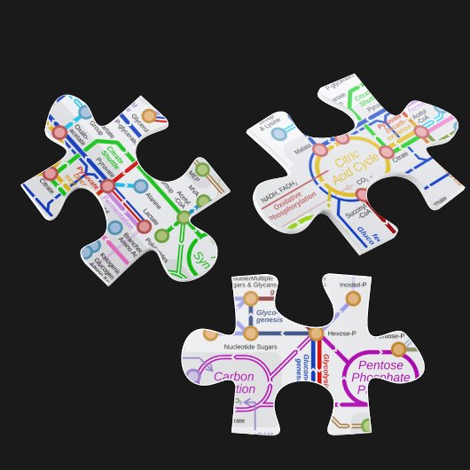 Metabolische Wegskarte Puzzle