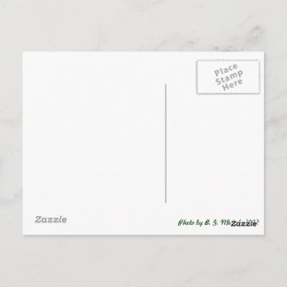 Metal Dragonfly Postkarte