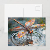 Metall-Libelle über Wasser Postkarte (Vorne/Hinten)
