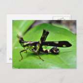 Metallischer Grasshopper Postkarte (Vorne/Hinten)