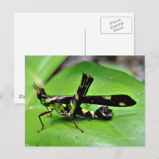 Metallischer Grasshopper Postkarte (Vorne/Hinten)