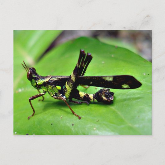 Metallischer Grasshopper Postkarte (Vorderseite)
