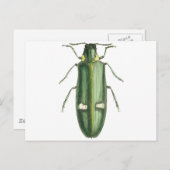 Metallischer Holzwolzkäfer Postkarte (Vorne/Hinten)