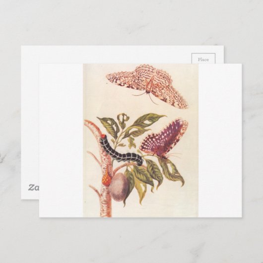 Metamorphose eines Schmetterlings Maria Sibylla Me Postkarte (Vorne/Hinten)