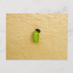 Metamorphose fängt Monarchschmetterling an Postkarte