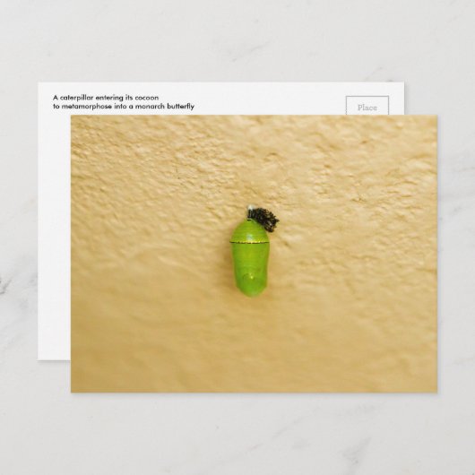 Metamorphose fängt Monarchschmetterling an Postkarte (Vorne/Hinten)