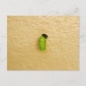 Metamorphose fängt Monarchschmetterling an Postkarte (Vorderseite)